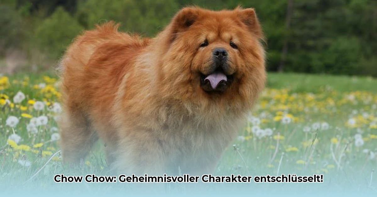 chow-chow-charakter